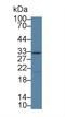 Kallikrein Related Peptidase 14 antibody, LS-C373138, Lifespan Biosciences, Western Blot image 