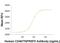 CD40 Molecule antibody, AF632, R&D Systems, Functional Assay image 