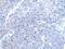 BTG Anti-Proliferation Factor 4 antibody, PA5-67522, Invitrogen Antibodies, Immunohistochemistry paraffin image 