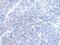 BTG Anti-Proliferation Factor 4 antibody, PA5-67522, Invitrogen Antibodies, Immunohistochemistry paraffin image 