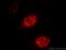 DExD-Box Helicase 39A antibody, 11723-1-AP, Proteintech Group, Immunofluorescence image 