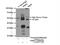 Pyruvate Dehydrogenase Kinase 3 antibody, 12215-1-AP, Proteintech Group, Immunoprecipitation image 