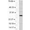 Heme Oxygenase 1 antibody, PA5-77833, Invitrogen Antibodies, Western Blot image 