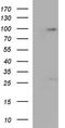 Protocadherin Alpha 9 antibody, TA590440, Origene, Western Blot image 