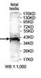 Intelectin 2 antibody, orb78068, Biorbyt, Western Blot image 
