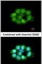 Nitric Oxide Synthase Interacting Protein antibody, PA5-30613, Invitrogen Antibodies, Immunofluorescence image 