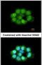 Nitric oxide synthase-interacting protein antibody, PA5-30613, Invitrogen Antibodies, Immunofluorescence image 