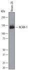 Neural Cell Adhesion Molecule 1 antibody, MAB7820, R&D Systems, Western Blot image 