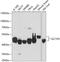 Large neutral amino acids transporter small subunit 1 antibody, 18-830, ProSci, Western Blot image 