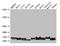 NADH:Ubiquinone Oxidoreductase Subunit B6 antibody, LS-C396856, Lifespan Biosciences, Western Blot image 