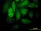 Signal Transducer And Activator Of Transcription 4 antibody, orb94768, Biorbyt, Immunofluorescence image 