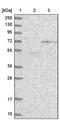 PTGES3L-AARSD1 Readthrough antibody, PA5-54624, Invitrogen Antibodies, Western Blot image 