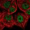 MAPK Activated Protein Kinase 2 antibody, NBP2-58247, Novus Biologicals, Immunocytochemistry image 