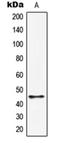 HORMA Domain Containing 1 antibody, orb215318, Biorbyt, Western Blot image 