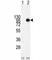 Mucin 20, Cell Surface Associated antibody, F40163-0.4ML, NSJ Bioreagents, Western Blot image 