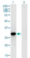 RFXK antibody, H00008625-M01, Novus Biologicals, Western Blot image 