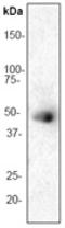 MAPK Activated Protein Kinase 2 antibody, TA303762, Origene, Western Blot image 