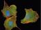 Mitogen-Activated Protein Kinase Kinase 1 antibody, GTX25613, GeneTex, Immunocytochemistry image 