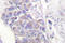 Thioredoxin Reductase 2 antibody, LS-C176357, Lifespan Biosciences, Immunohistochemistry paraffin image 