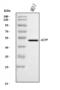 Acid Phosphatase, Prostate antibody, A02082-2, Boster Biological Technology, Western Blot image 