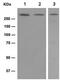 Huntingtin antibody, ab109115, Abcam, Western Blot image 