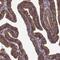 Interferon Related Developmental Regulator 2 antibody, PA5-66999, Invitrogen Antibodies, Immunohistochemistry frozen image 