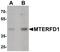 Mitochondrial Transcription Termination Factor 3 antibody, PA5-34530, Invitrogen Antibodies, Western Blot image 