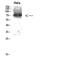 Mitogen-Activated Protein Kinase 6 antibody, STJ92993, St John
