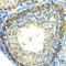 Mitochondrial Ribosomal Protein L28 antibody, GTX54321, GeneTex, Immunohistochemistry paraffin image 