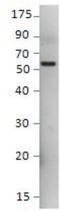 Sestrin 3 antibody, NBP1-44986, Novus Biologicals, Western Blot image 