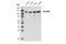 SEC24 Homolog C, COPII Coat Complex Component antibody, 14676S, Cell Signaling Technology, Western Blot image 