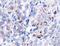 Heat Shock Protein Family D (Hsp60) Member 1 antibody, NBP1-77397, Novus Biologicals, Immunohistochemistry paraffin image 