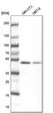 Septin 7 antibody, PA5-56181, Invitrogen Antibodies, Western Blot image 