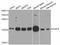 H2A Histone Family Member X antibody, abx125925, Abbexa, Western Blot image 