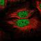 SMC5-SMC6 Complex Localization Factor 1 antibody, NBP2-76546, Novus Biologicals, Immunofluorescence image 