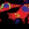Stearoyl-CoA Desaturase antibody, MA5-14885, Invitrogen Antibodies, Immunofluorescence image 
