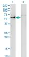 Angiopoietin Like 3 antibody, H00027329-M01, Novus Biologicals, Western Blot image 