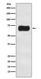 Autophagy Related 16 Like 1 antibody, M00526, Boster Biological Technology, Western Blot image 