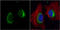 Hypoxia Up-Regulated 1 antibody, GTX102255, GeneTex, Immunocytochemistry image 