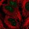 Paired Related Homeobox 1 antibody, NBP2-13816, Novus Biologicals, Immunofluorescence image 