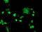 TAL BHLH Transcription Factor 1, Erythroid Differentiation Factor antibody, LS-C173505, Lifespan Biosciences, Immunofluorescence image 