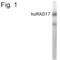 RAD17 Checkpoint Clamp Loader Component antibody, PA1-4132, Invitrogen Antibodies, Western Blot image 