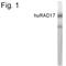 RAD17 Checkpoint Clamp Loader Component antibody, PA1-4132, Invitrogen Antibodies, Western Blot image 