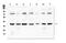 RAD51 Recombinase antibody, A00088, Boster Biological Technology, Western Blot image 