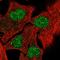 Retinoid X Receptor Beta antibody, HPA063653, Atlas Antibodies, Immunofluorescence image 