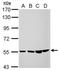 Coiled-coil domain-containing protein 105 antibody, GTX123024, GeneTex, Western Blot image 