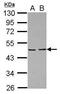 Proliferation-associated protein 2G4 antibody, PA5-27953, Invitrogen Antibodies, Western Blot image 