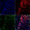 Synuclein Alpha antibody, LS-C773095, Lifespan Biosciences, Immunocytochemistry image 