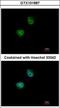 Ribosomal Protein S6 Kinase B2 antibody, GTX101887, GeneTex, Immunofluorescence image 