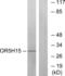 Olfactory Receptor Family 5 Subfamily H Member 1 antibody, LS-C120803, Lifespan Biosciences, Western Blot image 